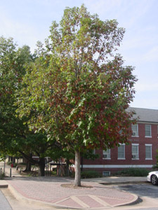 Swamp chestnut oak or Basket oak tree in landscape